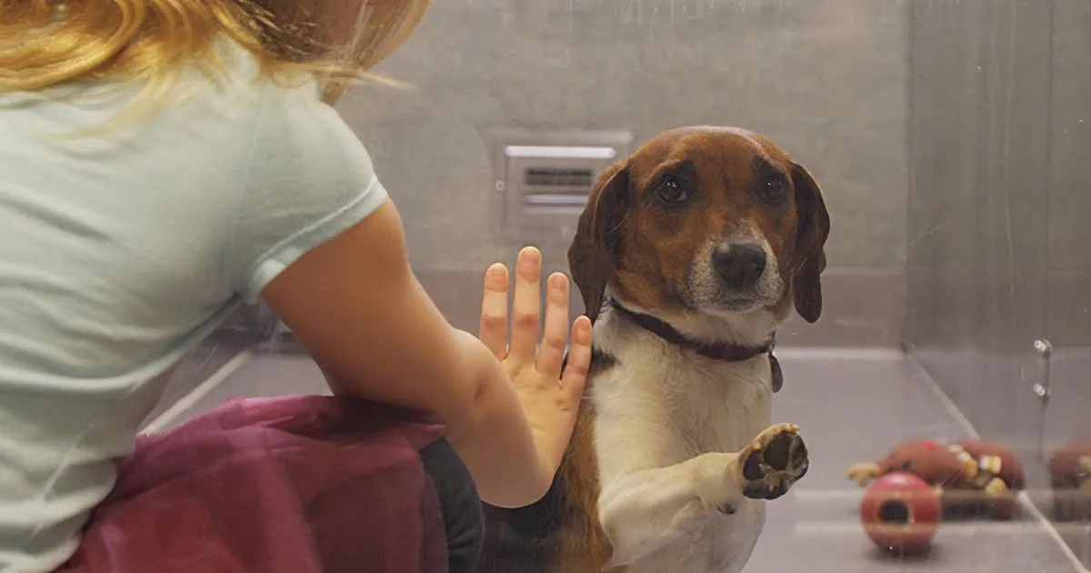 A beagle dog stands on its hind legs, reaching for a child's hand in a glass enclosure.