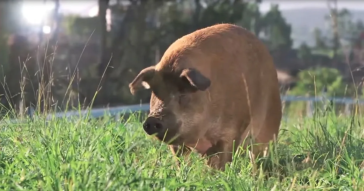 A pig stands in a grassy field, its head lowered as it grazes.