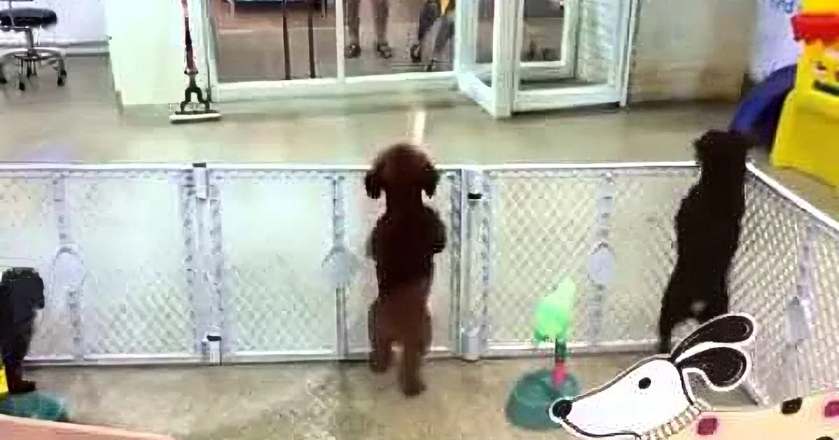 This Excited Puppy Spots Its Owner. What He Does Next? This Will Leave You Floored!!