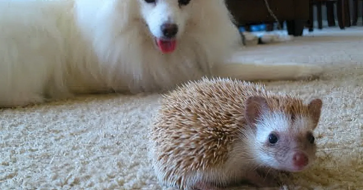 When This Hedgehog and the Dog Meet for the First Time I Didn''t Expect This to Happen...