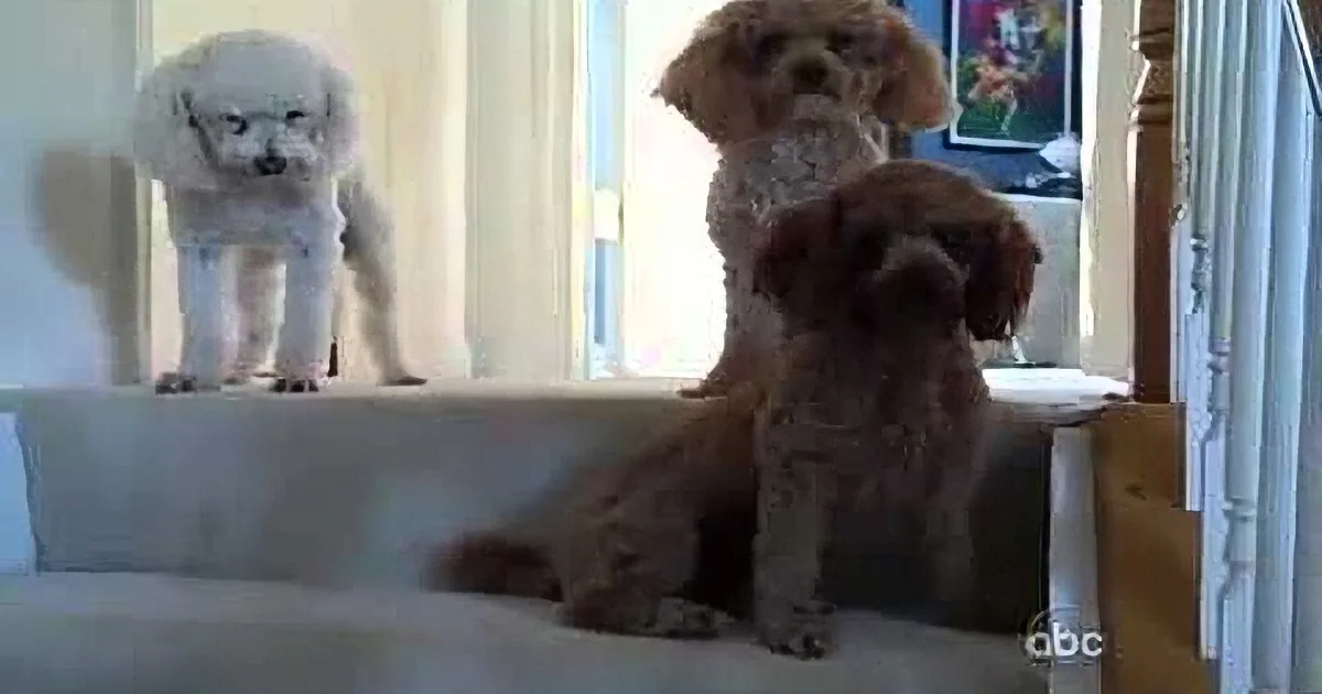 These Dogs Made a Mess at Home. but When Mom Gets Back and Asks Them About It? OMG Hilarious!