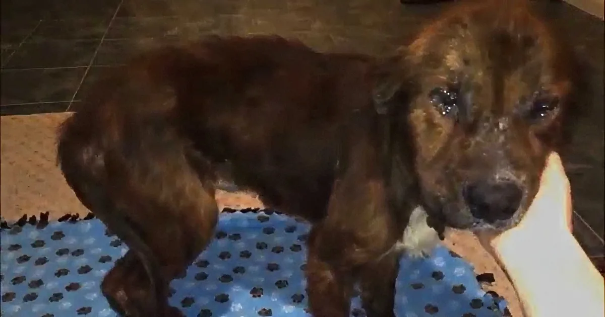 Dog Is Said to Be ''Unadoptable''. Now Wait Till You See What Happens When They Try to Put Him Down