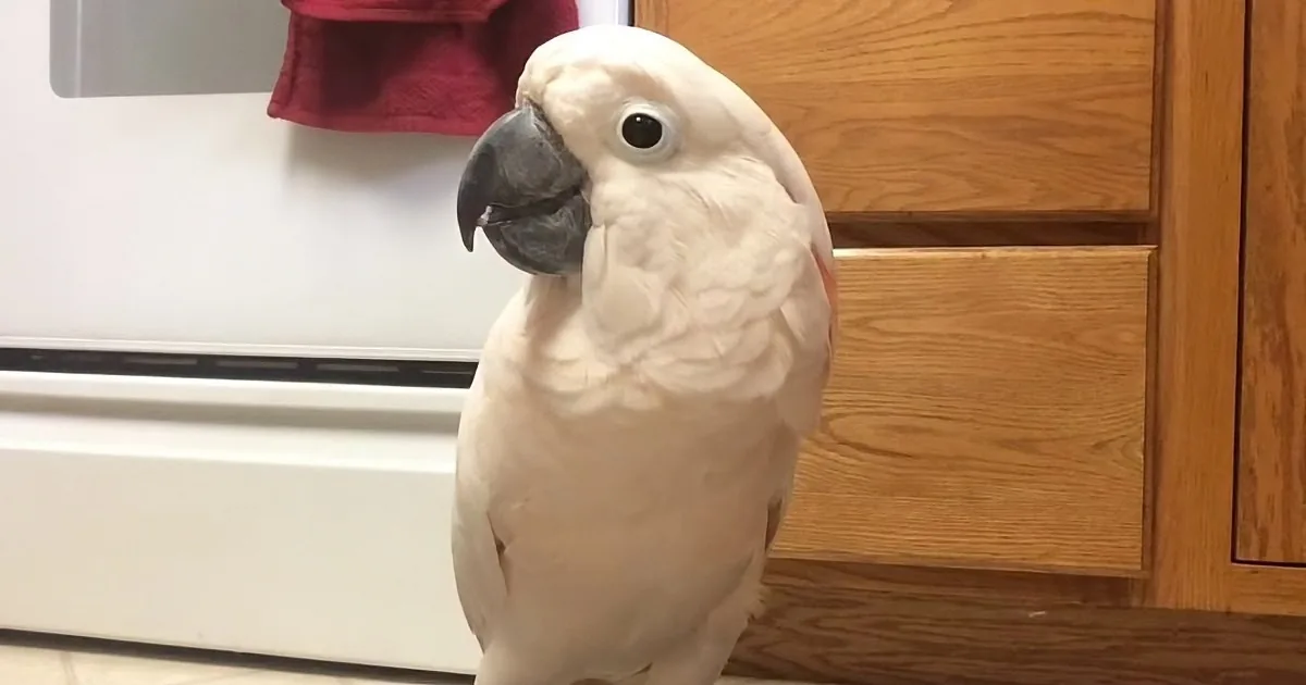 Mom Says ''I Love You''. but Her Cockatoo Snubs Her by Telling Her ''Love Is Boring''