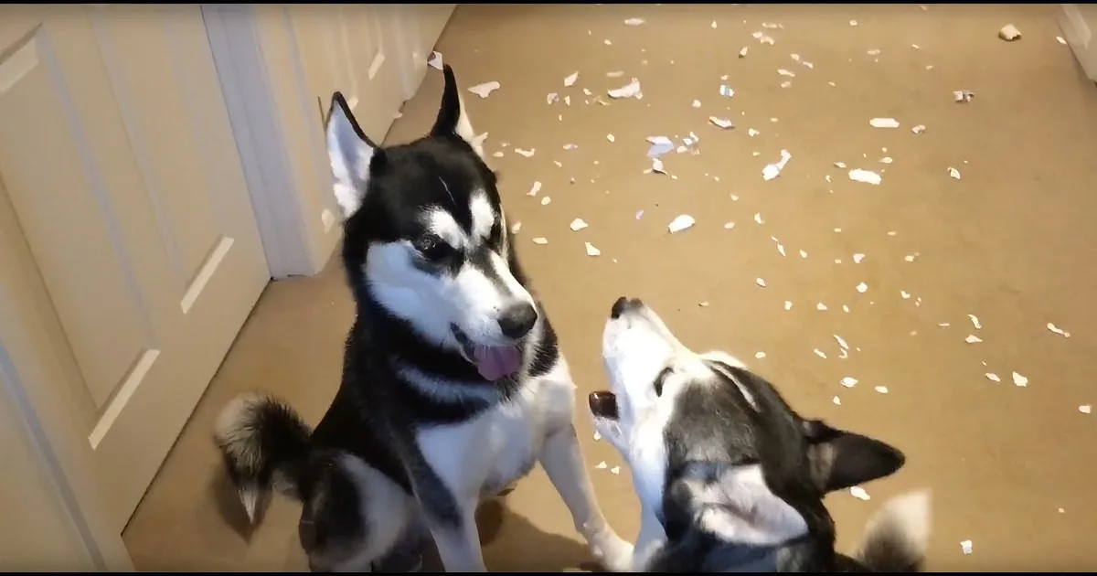 Dad Walks in on a Giant Mess. but Watch When Tries to Interrogate His Huskies About It - Rofl!