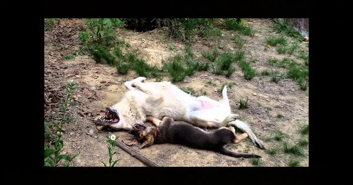 Giant Wolf Can''t Hide His Enthusiasm When He Meets a Small German Shepherd Puppy