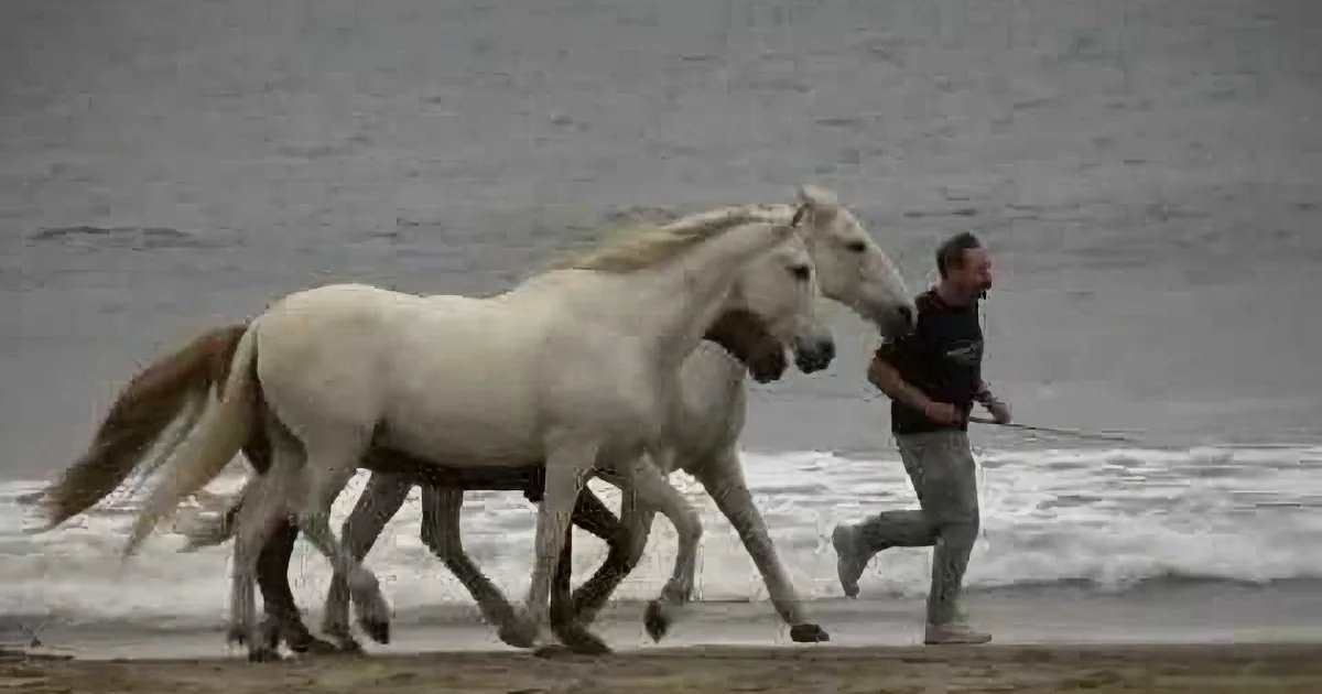 He Started Running on the Beach. but When His Horses Saw Him, Watch How They Responded!
