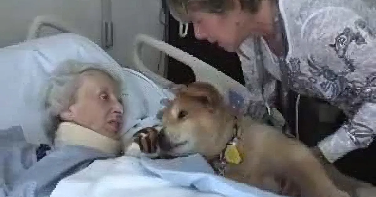 Owner Carries Her Old Service Dog to the Bed of This Dying Woman. What Happens Then? I''m in Tears