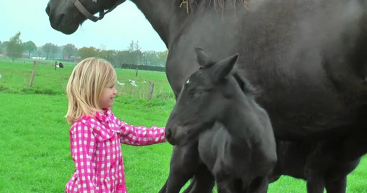 Mama Horse Delivers Rare Twin Foals. You''ll Be Speechless When You See the 4 Days Old Babies