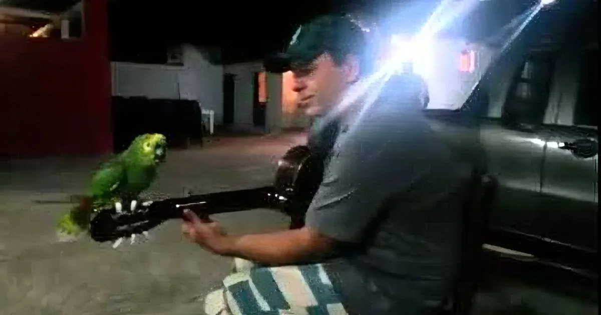 A man plays guitar with a green parrot perched on the neck, in a dimly lit outdoor setting.