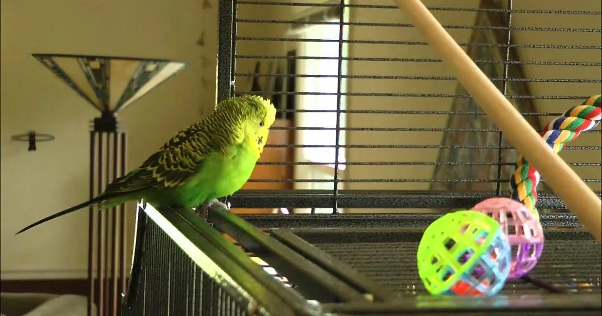 Parakeet Turns Away From the Camera. but What Comes out of His Mouth Next? Rofl!