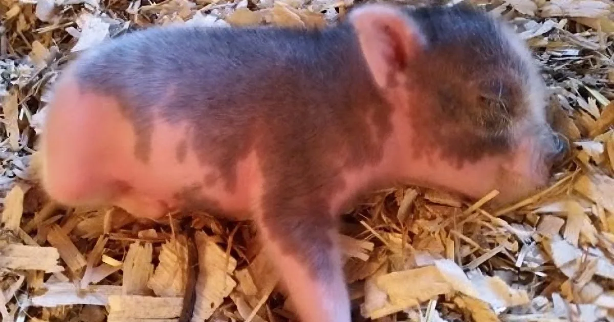This Little Pig Has Only 2 Working Legs. but Watch What He Has Taught Himself to Do...