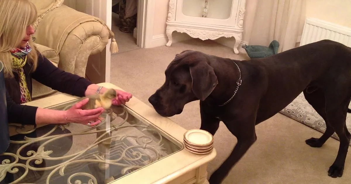 Mom Introduces Him to a Tiny 4 Day Old Gosling. What This Giant Dog Does Next? Precious!