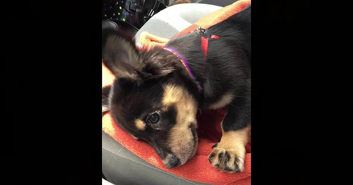 A black and tan puppy wearing a purple collar rests on a red blanket in a car.