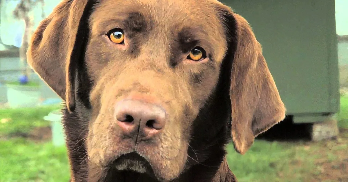 A close-up of a chocolate Labrador Retriever with expressive eyes and floppy ears, looking directly at the camera.
