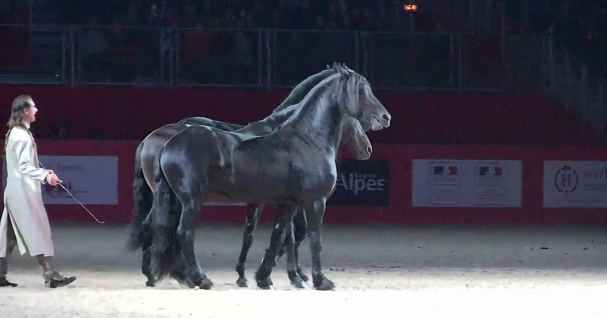 A dark horse with a rider in a white coat stands in an arena, surrounded by banners and a red wall.