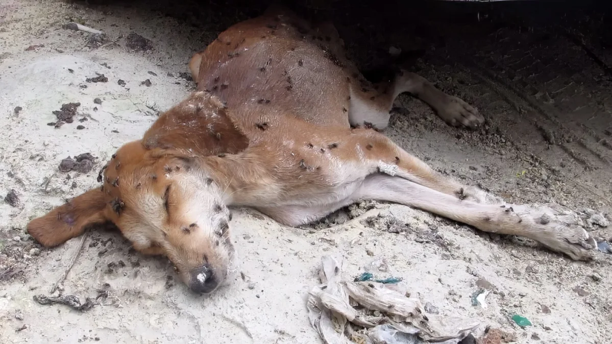 A dog lies on the ground covered in flies, surrounded by debris.