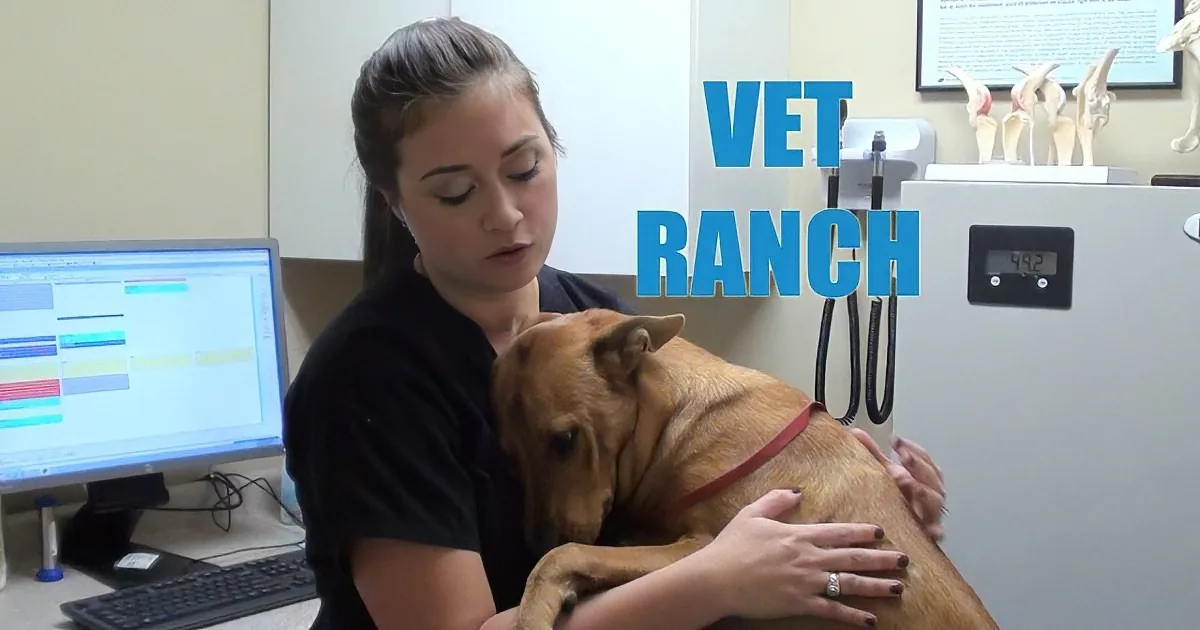 This Poor Dog Was About to Be Put Down for No Reason. but Now He Gives the Greatest Hugs!