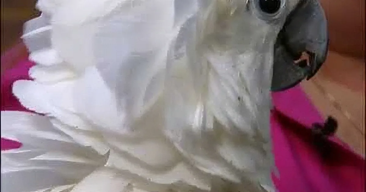 This Little Cockatoo Is 89 Years Old. but His Story? Amazing!
