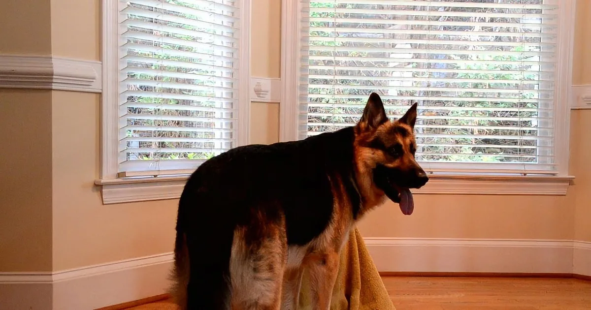 A German Shepherd dog stands on a wooden floor, looking out a window with white blinds.
