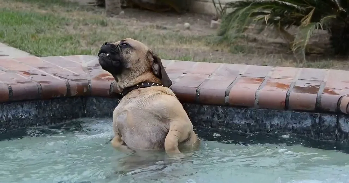 A large dog with a black collar stands in a pool, looking up with its head tilted back.