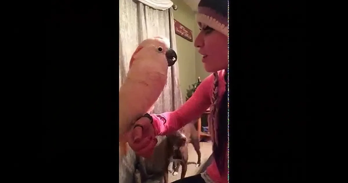 A person wearing a pink shirt and hat interacts with a large white parrot on their arm.