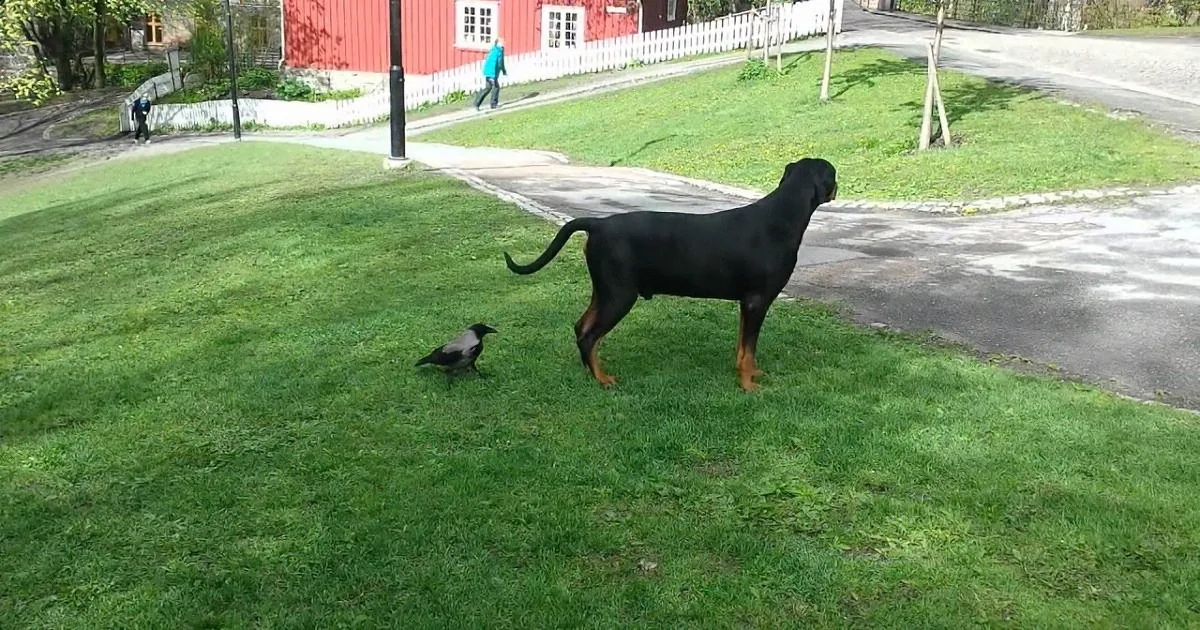 Dog Is Unaware of the Crow Behind Him. so What the Crow Does to Get His Attention? Hilarious!