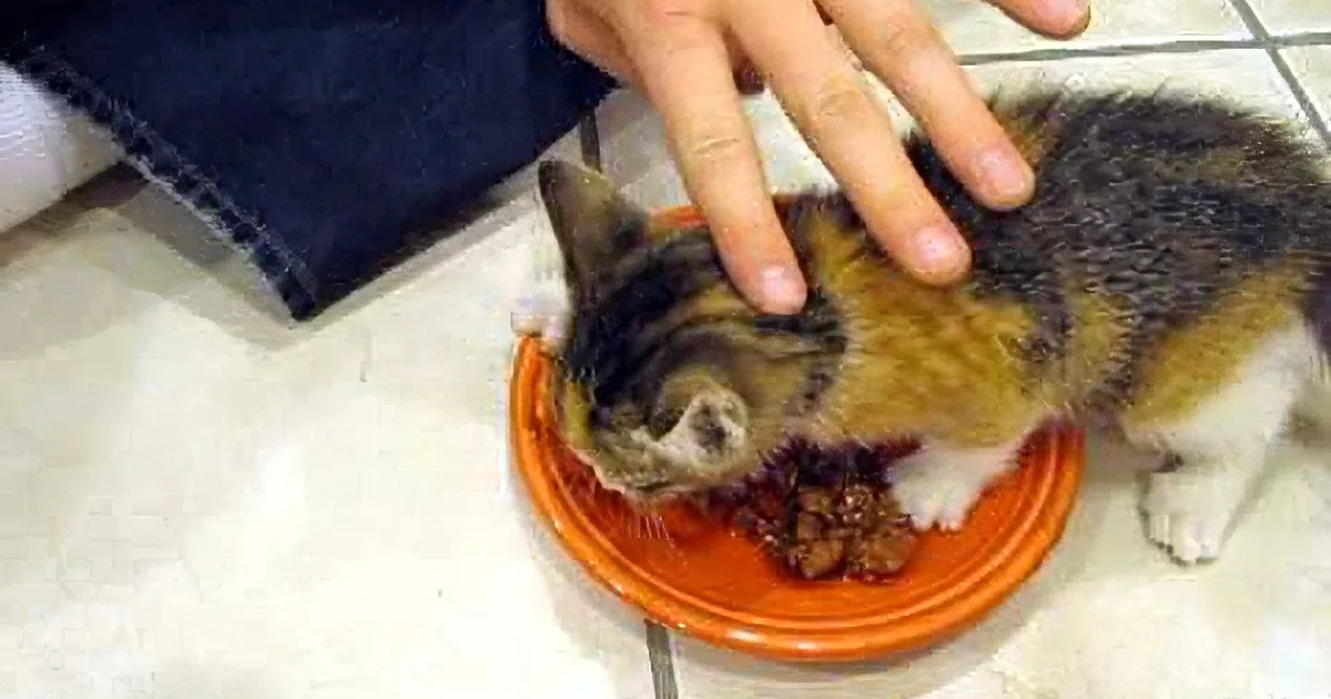 Kitten Doesn''t Let Even Her Owners Come Anywhere Near Her Precious Food