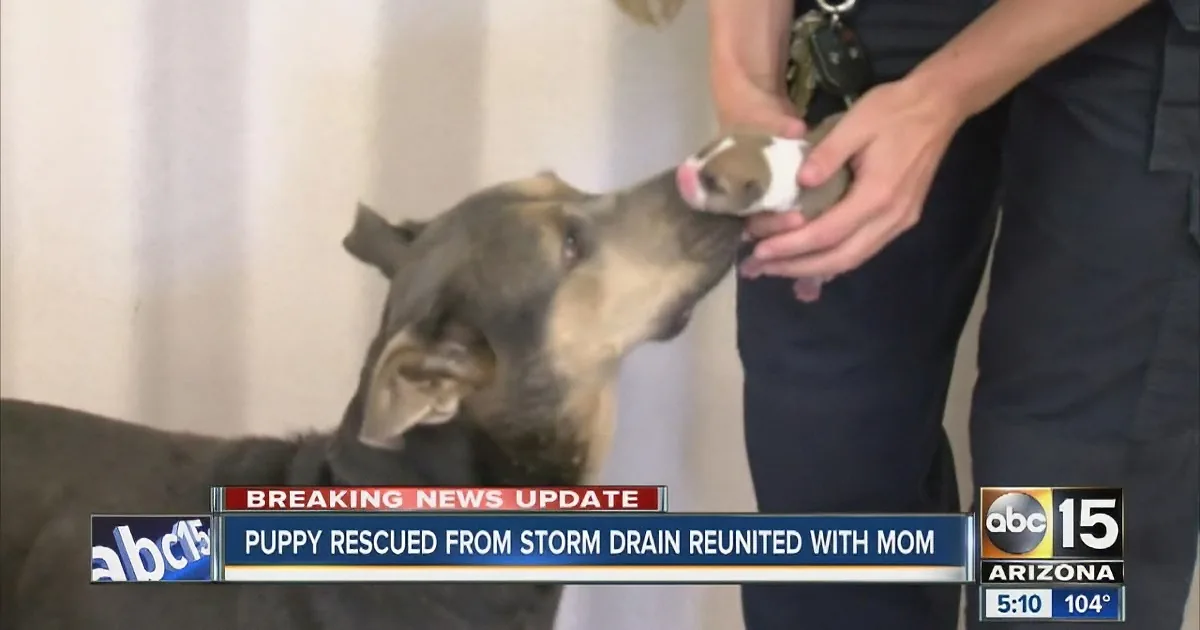Her Puppy Got Stuck in a Pipe & She Couldn''t Help. but Watch When Mom Gets to See Her Again!