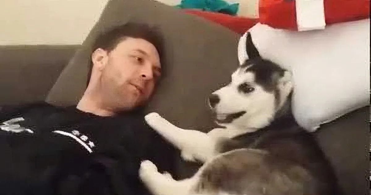 Husky Puppy Confronts Her Dad Face to Face. but What She Did Then? Even Her Dad Cracked Up!