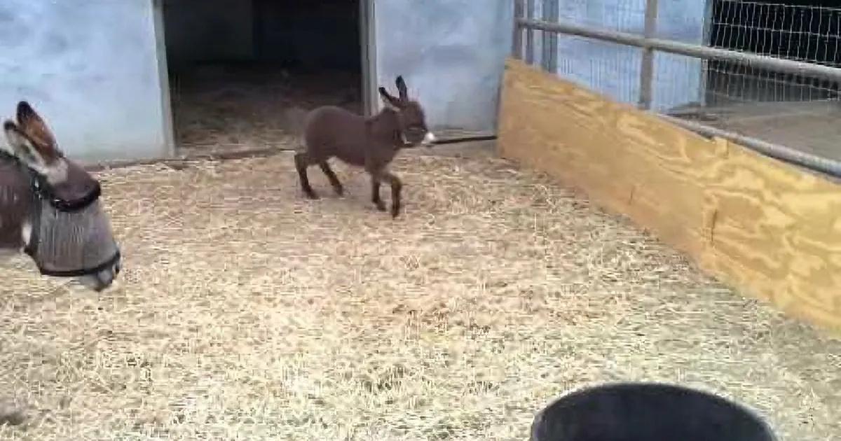 A donkey stands in a straw-covered pen near a wooden ramp and a fenced area.