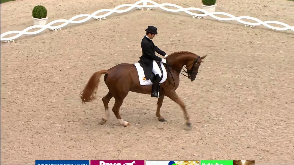 Beautiful Horse Displays Some Mind-Blowing Moves During This Dressage Show