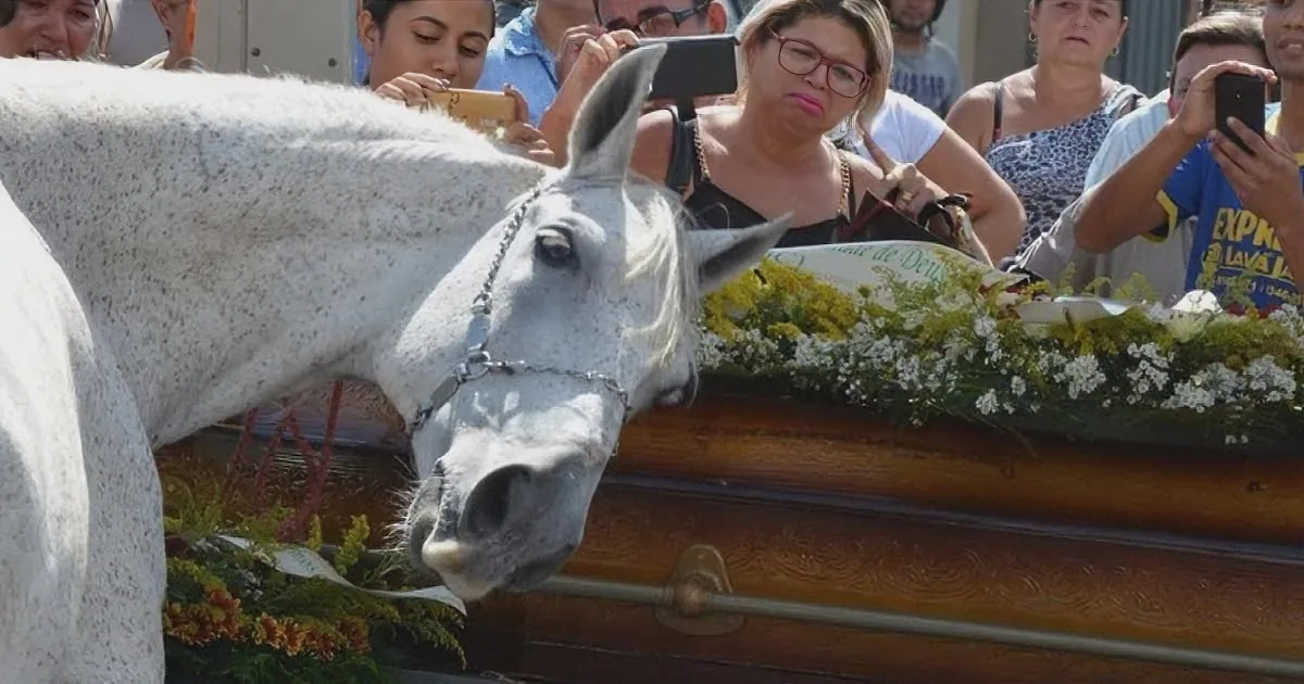 A white horse leans over a casket adorned with flowers, surrounded by onlookers taking photos.
