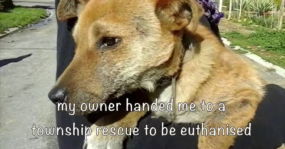 A dog, likely abandoned, is being held by someone, with text stating it was handed to a rescue for euthanasia.