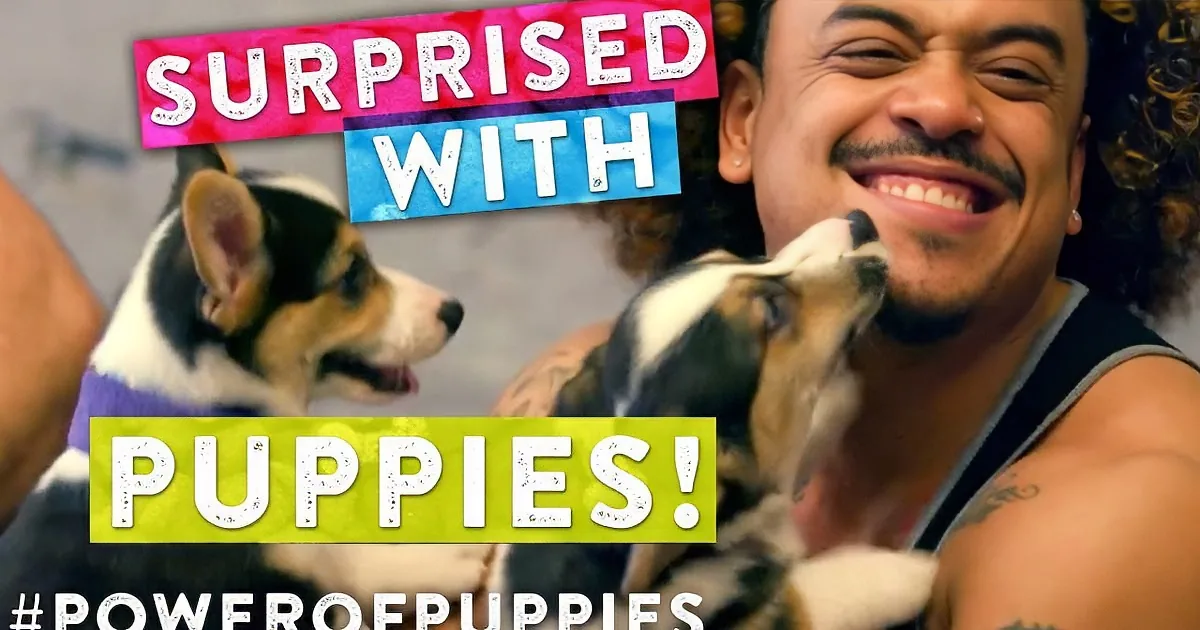 Every View of This Clip Provides One Pound of Dog Food for a Helpless Shelter