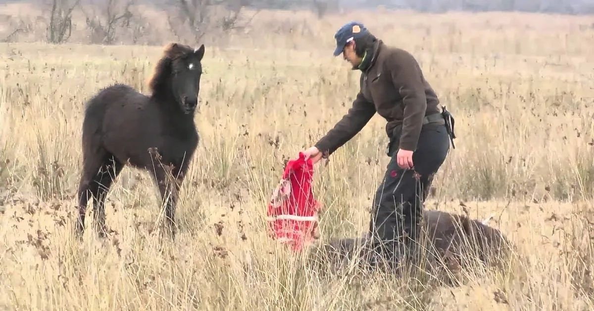 A man in a field holds a red cloth near a black horse, both standing amidst tall grass.