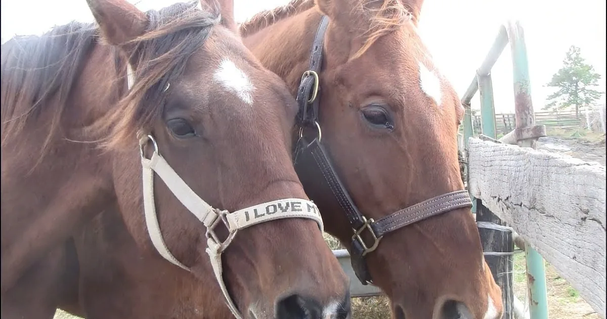 Two brown horses with halter collars, one saying "I LOVE MY" face to face, standing near a wooden fence.