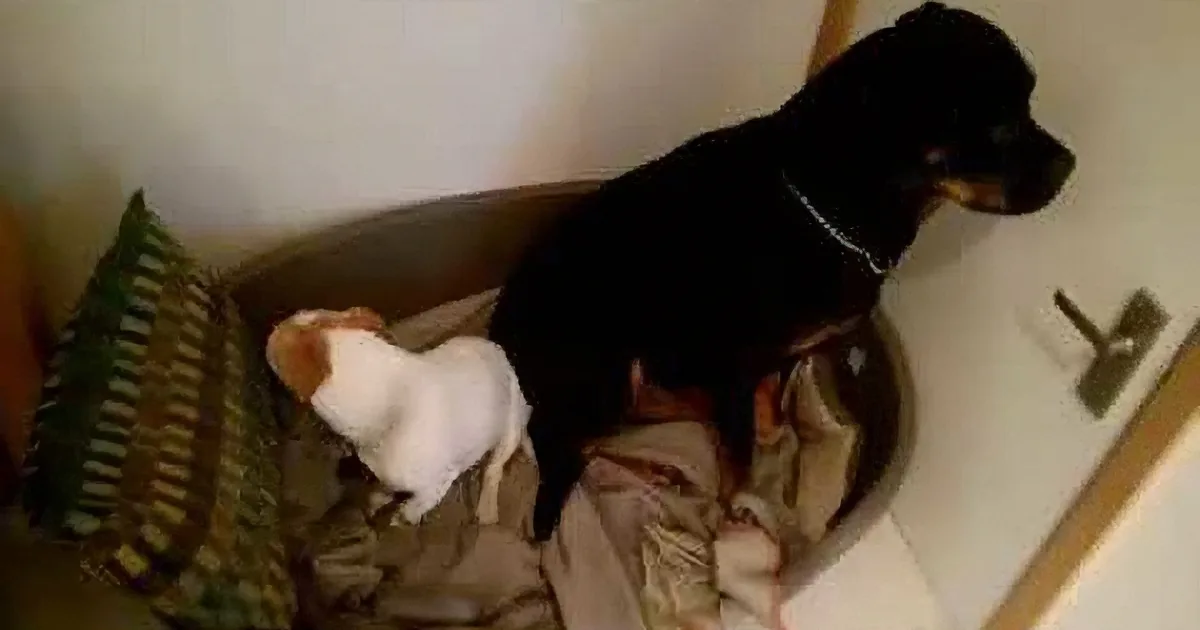 Poor Dogs Feel Guilty About Stealing a Box of Treats. How They Show They''re Sorry? Aww!