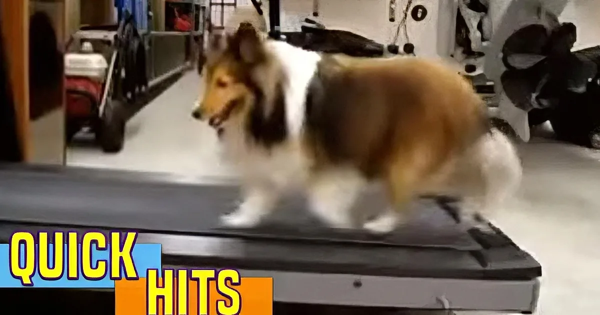 A Shetland Sheepdog is running on a treadmill in a gym setting.