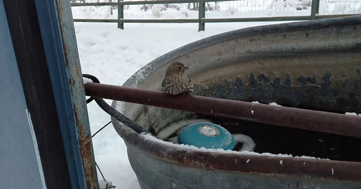 A small bird perches on a rusty metal pipe near a snow-covered metal tub with a blue object inside.