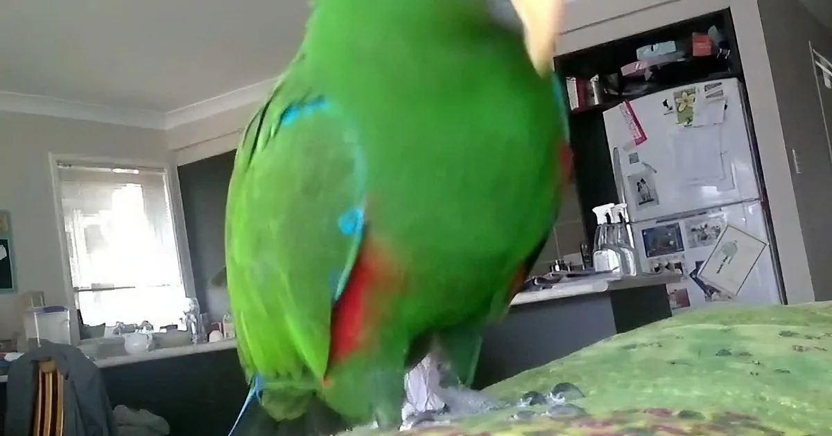 The Parrot Starts Dancing on the Couch but When He Did This, I Completely Lost It