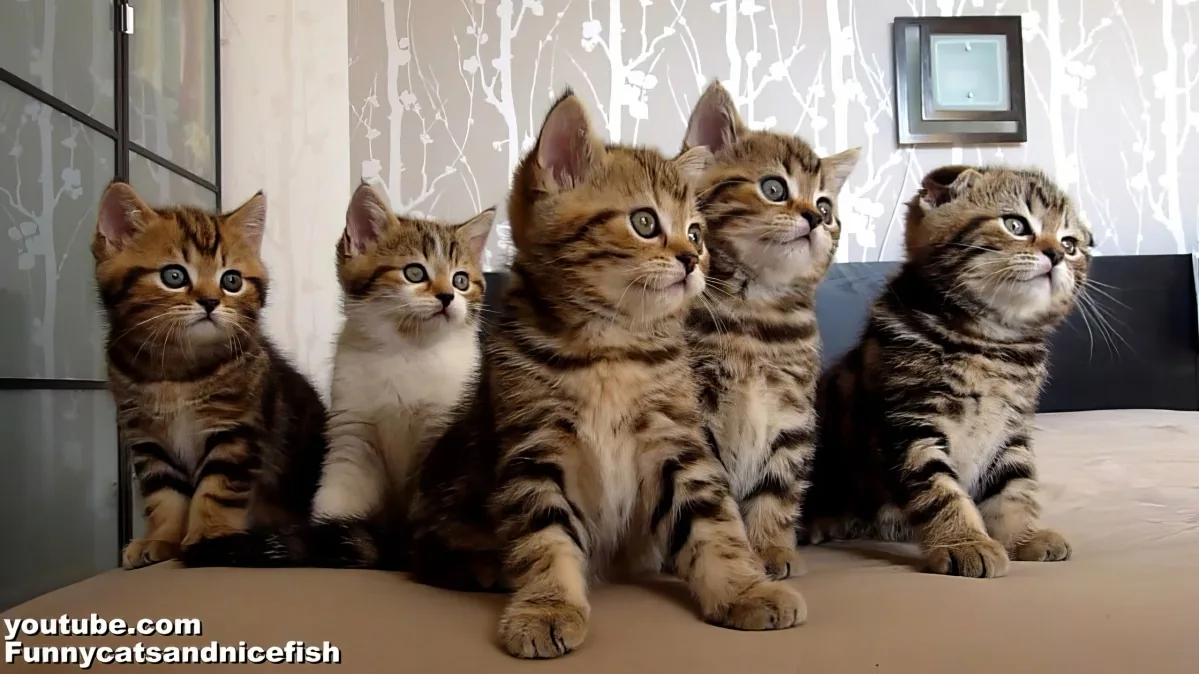 Four adorable tabby kittens with striped fur sit together on a beige surface, looking up with curious expressions.