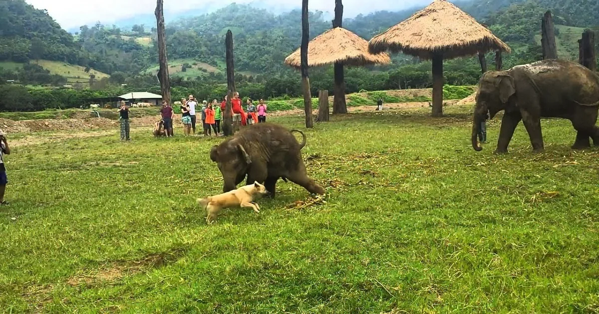 This Baby Elephant Started Chasing That Dog. When He Couldn''t Catch Him, His Reaction Was Priceless!