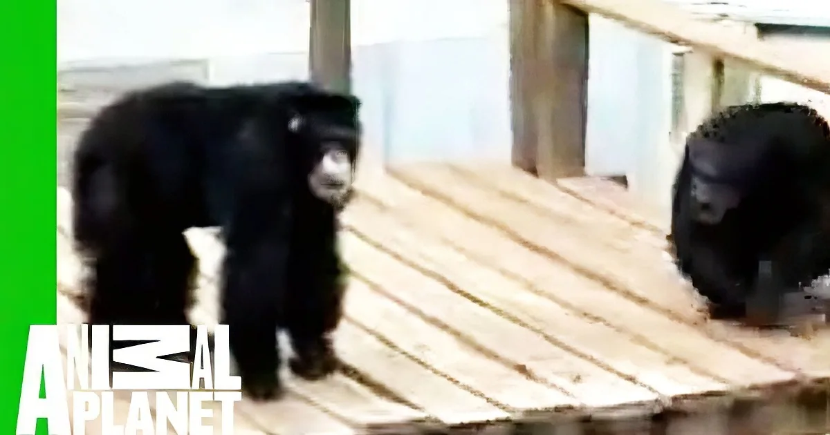 He Saw a Chimpanzee Drowning in the Water. but What This Guy Did Next Made My Heart Stop...