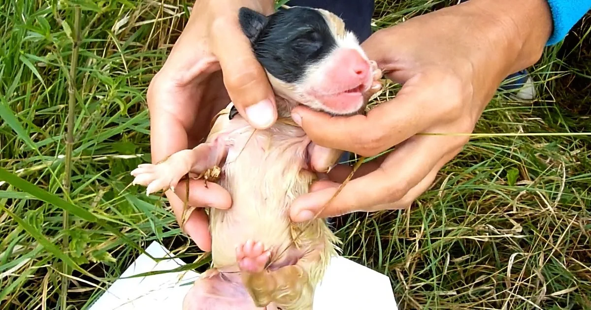 A person holds a tiny, newborn piglet with its eyes closed, surrounded by grass.
