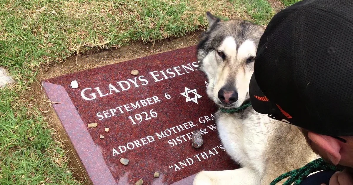 He Saw Granny Buried After Her Funeral. but This Dog''s Reaction? Heartbreaking