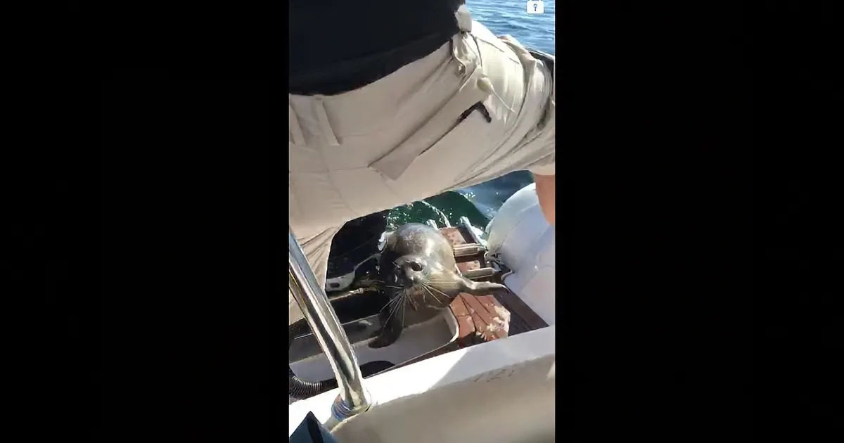 A Seal Hauled Himself on Their Boat. but Their Hearts Stop When They See This Surrounding Them!