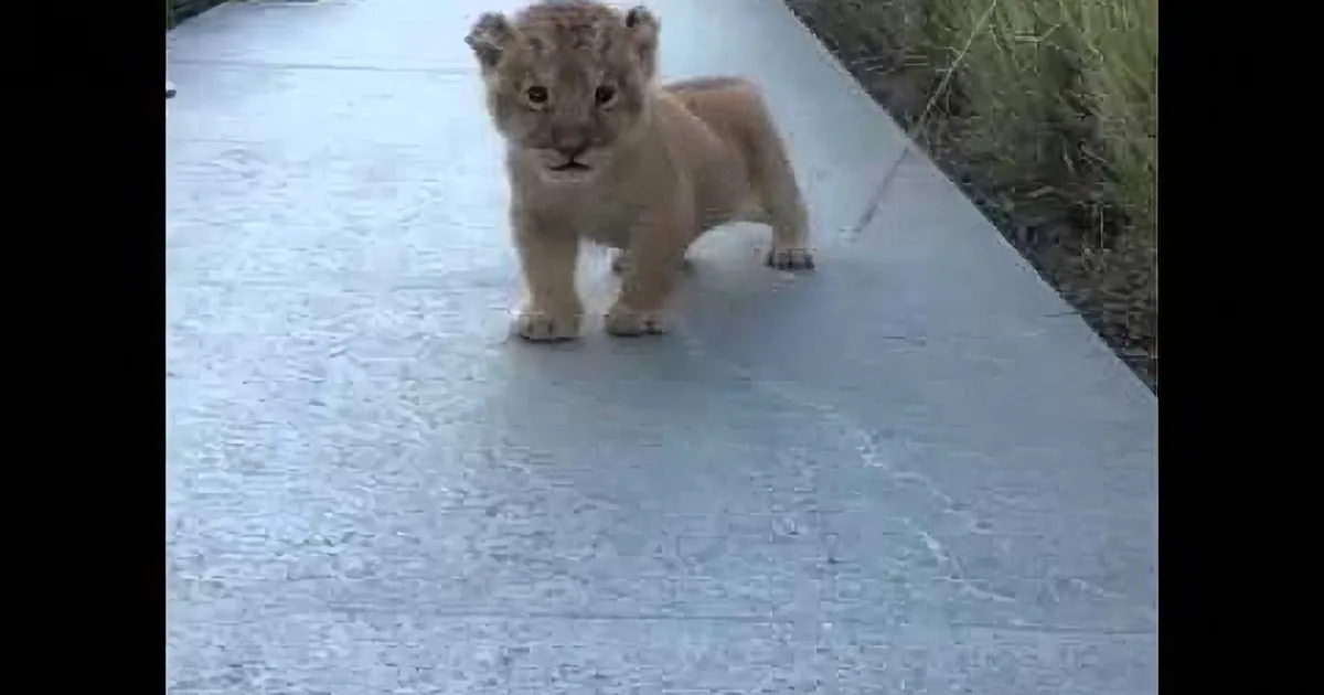 A small lion cub stands on a concrete surface, looking forward with a curious expression.
