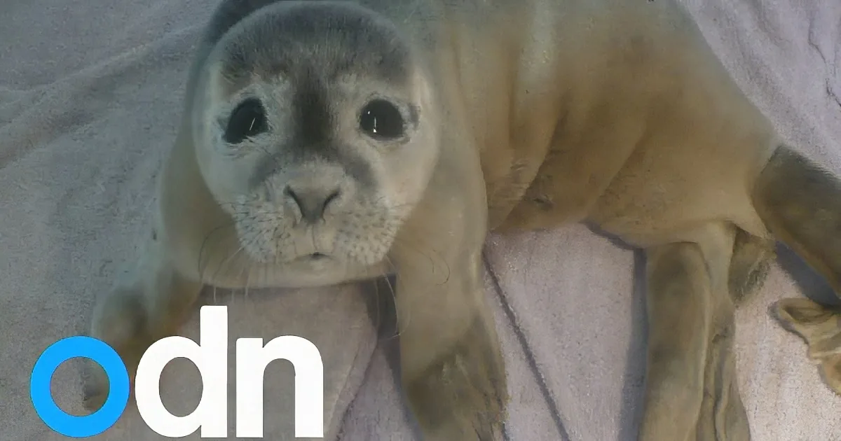A close-up of a seal pup with large eyes and whiskers, lying on a soft surface.