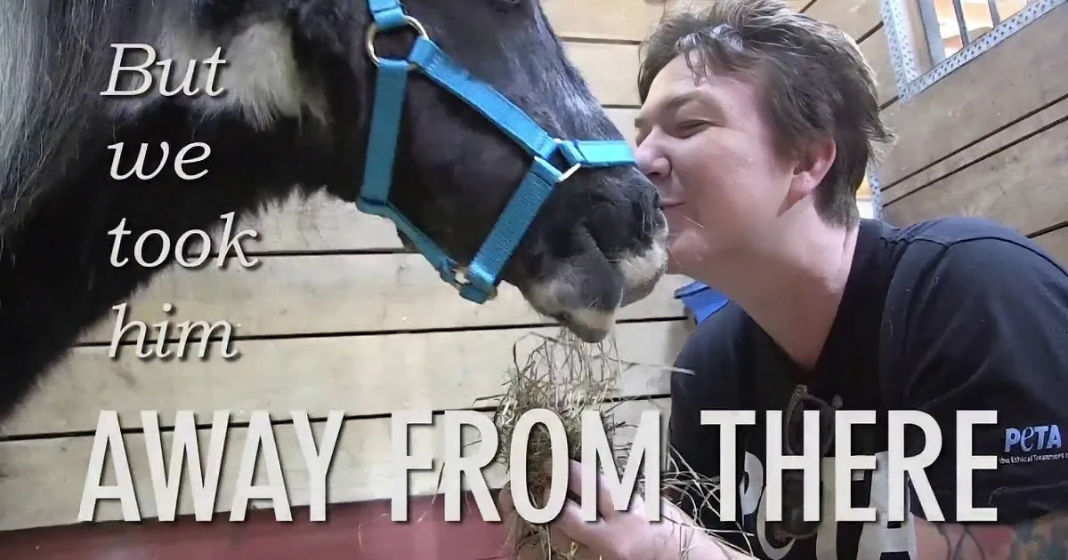 Abused Mini Horse Suffers From Many Medical Conditions. but When He Looked up? My Heart Broke...