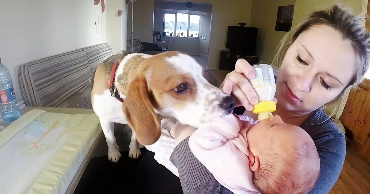 A woman holds a baby while a beagle sniffs a bottle near them.